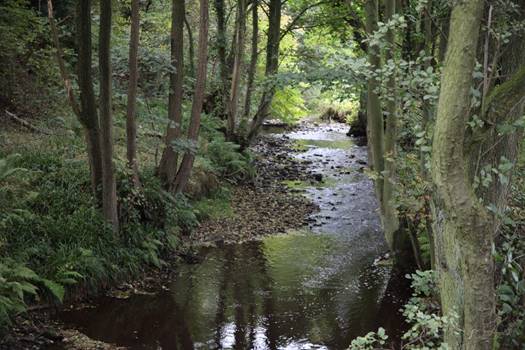 A stream in a forest
Description automatically generated